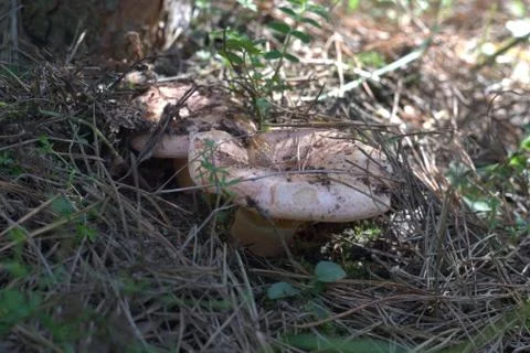 Land slug eats in the center deepening of saffron milk cap mushroom concave p Stock Photos