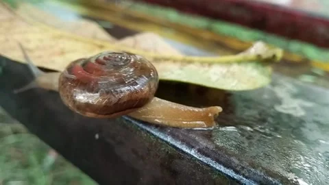 Land snail with blur background Stock Footage 138248356