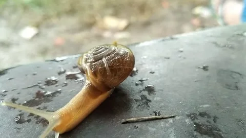 Land snail with blur background Stock Footage 138248357