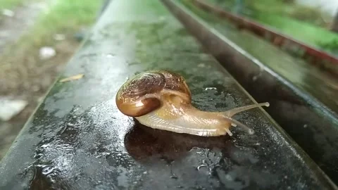 Land snail with blur background 库存影片 138248361