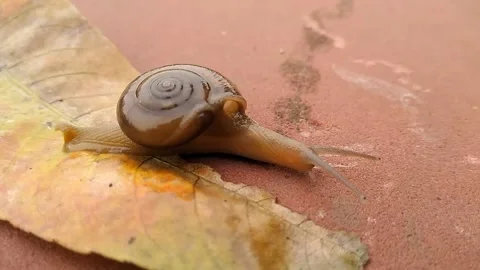 Land snail with blur background Stock Footage 138248371