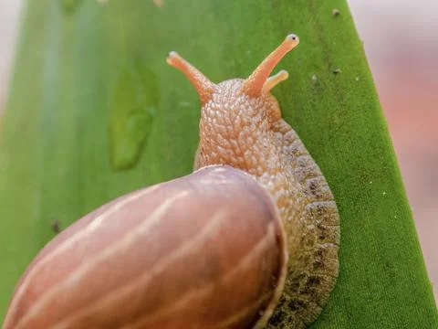 A land snail crawling on a bromeliad leaf, macrophotography shot in a garden  Foto stock