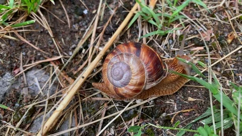 Land snail crawling in close-up through grass and soil Video stock 346743081