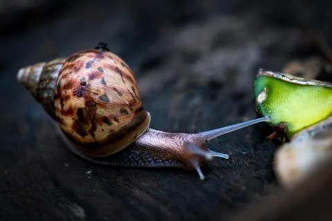 Land Snail Crawling on Tree Trunk Close Up 스톡 사진
