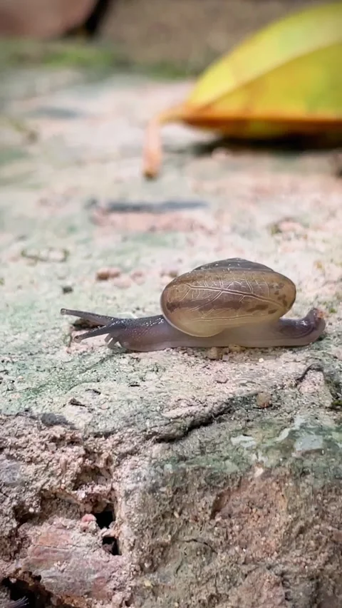A land snail crawls on a concrete surface Stock Footage 343835664