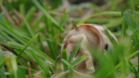 Land Snail Emerging Through Green Grass in Close-Up Stock Footage 343499515