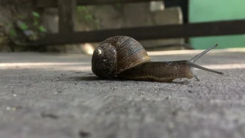 Land Snail moving Stock Footage 93898553