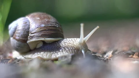 Land snail moving 스톡 동영상 133776119
