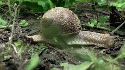 Land Snail moving on the Grass 動画素材 93840945