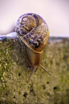 Land snail Fotos de archivo