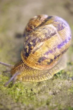 Land snail Stock Photos