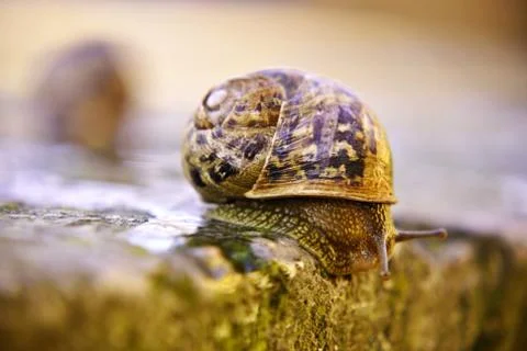 Land snail Stock Photos