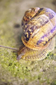 Land snail Stock Photos