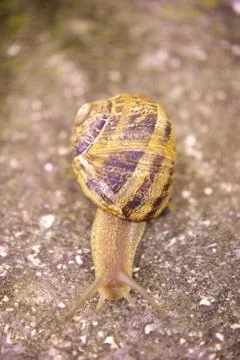 Land snail Fotos de archivo
