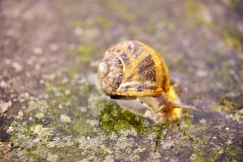 Land snail Fotos de archivo
