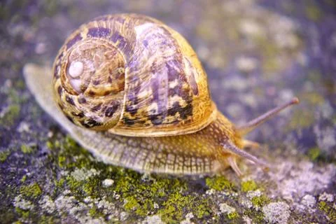 Land snail Foto stock