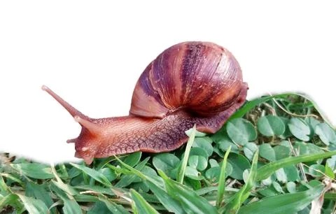 LAND SNAIL Stock Photos
