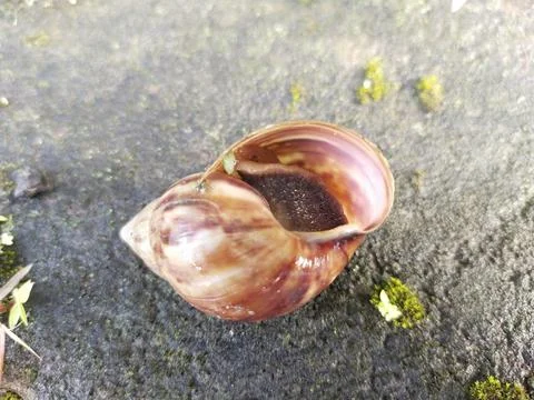 Land snail Stock Photos