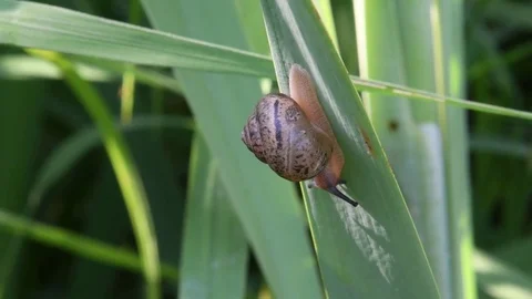 Land snail sliding Stock Footage 82630200