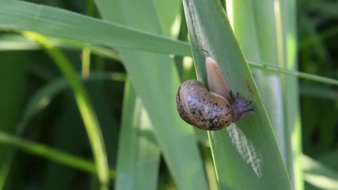 Land snail sliding Video stock 82630220