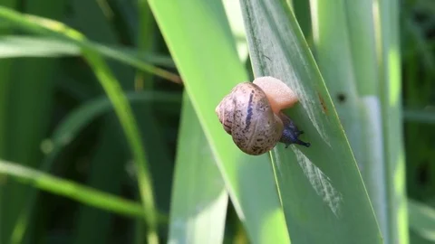 Land snail sliding Stock Footage 82630256