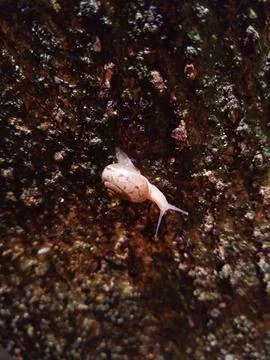 Land snail on a tree trunk Stock Photos