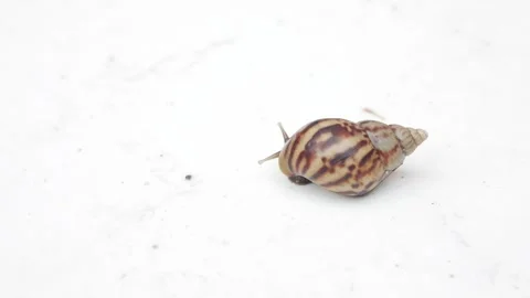Land Snail on white background. Stock Footage 312320883