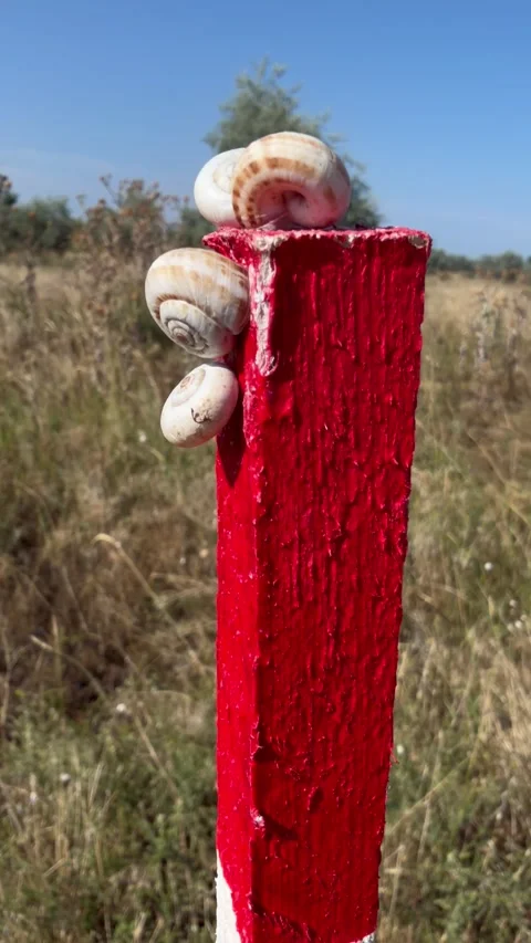 Land Snails Clustered On A Red And White Marker Stake In Dry Grassland Stock Footage 341681454