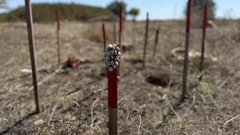 Land Snails Clustered on Red Stake in Dry Field During Summer Drought Stock-Fotos