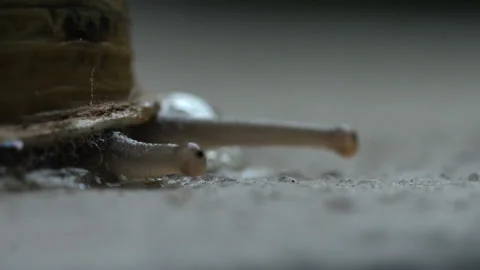Land snail's eyes close up Stock Footage 222623733