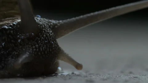 Land snail's face close-up Stock Footage 222623457