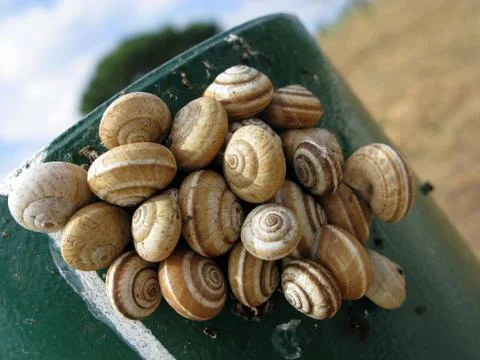 Land snails Stock Photos