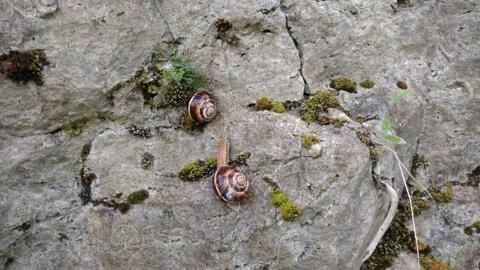 Land snails Stock Photos