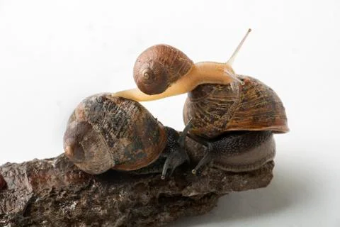 Land snails playing together Foto stock
