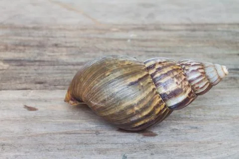 Land snails while hiding in shell Stock Photos