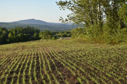 A land in spring after sowing Stock Photos