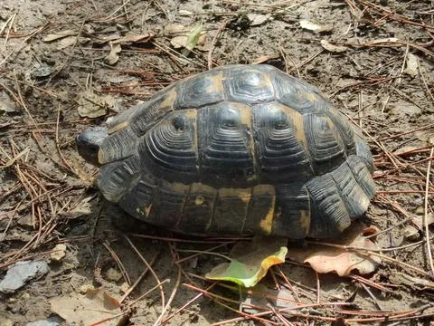 Land tortoise close up in forest in sunlight Stock Photos