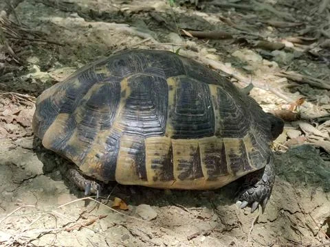 Land tortoise crawling on the ground close-up in the forest in sunlight Stock Photos