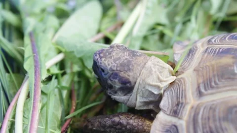 Land tortoise eats Stock Footage 91863263
