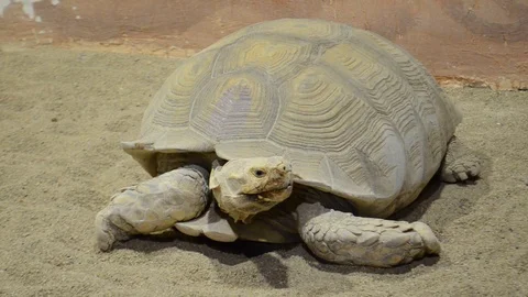 Land tortoise Stock Footage 86915335