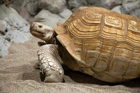 Land tortoise Stock Photos