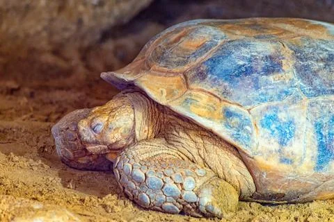 The land tortoise Stock Photos