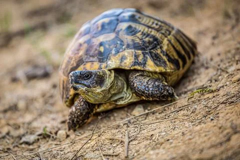 Land tortoise Stock Photos
