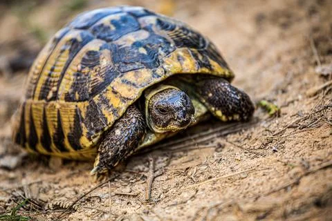 Land tortoise Stock Photos
