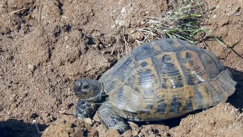 Land tortoise, terrestrial tortoise, turtle close-up, 스톡 동영상 130541375
