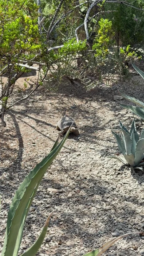 Land Tortoise Walking Across Dry Rocky Ground Among Agave and Shrubs Stock Footage 344086104
