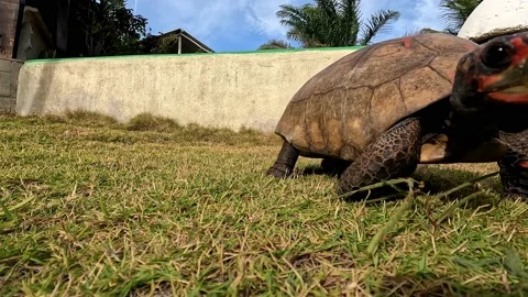 Land tortoise walking through the grass in the sun. Vídeos de archivo 237538845