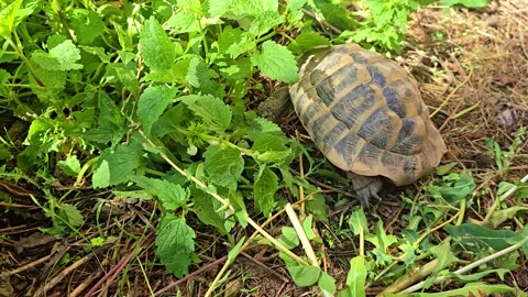 Land tortoise walking through grass Stock Footage 325717848