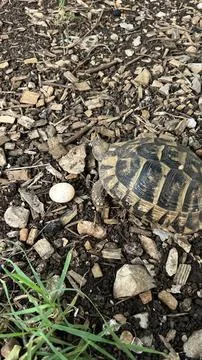 A land turtle and an egg lying next to it on the ground. Stock Photos