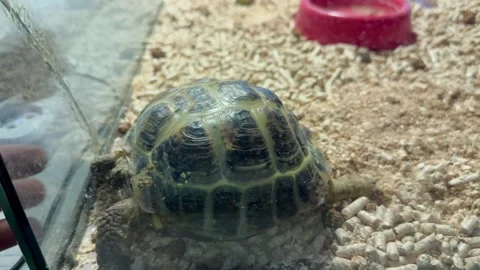 A land turtle in an aquarium Stock Footage 253514693